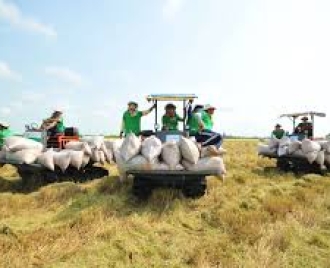 Việt Nam vượt Thái Lan trở thành nước xuất khẩu gạo lớn thứ hai thế giới