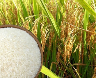 Thị Trường Gạo Việt Nam: Thực Trạng, Xu Hướng Và Cơ Hội Phát Triển Bền Vững